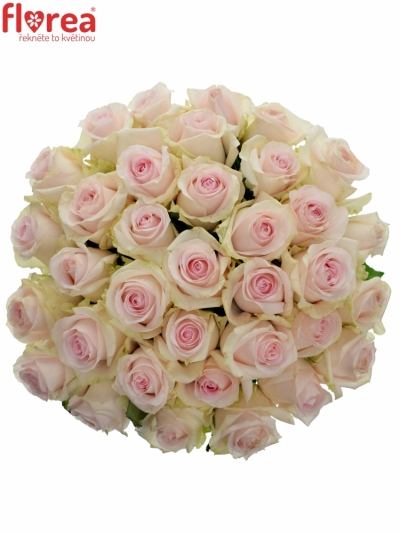 Kytice 35 růžových růží REVIVAL SWEET 60cm