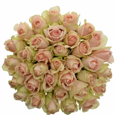 Kytice 35 růžových růží ROYAL PINK 40cm