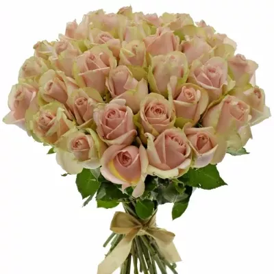 Kytice 35 růžových růží ROYAL PINK 40cm
