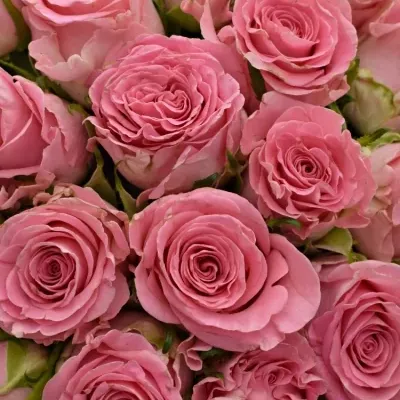 Kytice 35 růžových růží SEDUCTIVE@ 50 cm