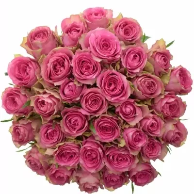 Kytice 35 růžových růží SHIARY 35cm