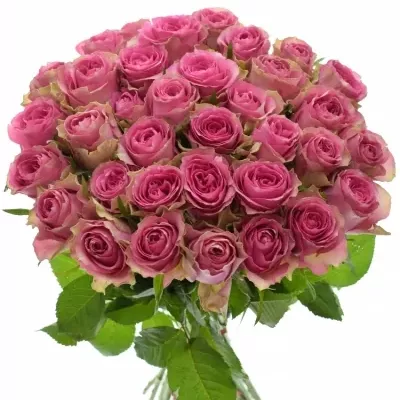 Kytice 35 růžových růží SHIARY 50cm 