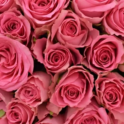Kytice 35 růžových růží SMOOTHIE 60cm