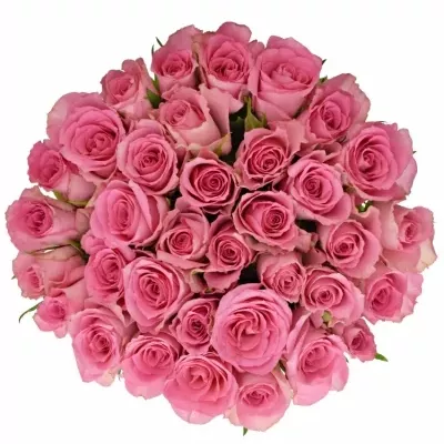 Kytice 35 růžových růží SMOOTHIE 60cm