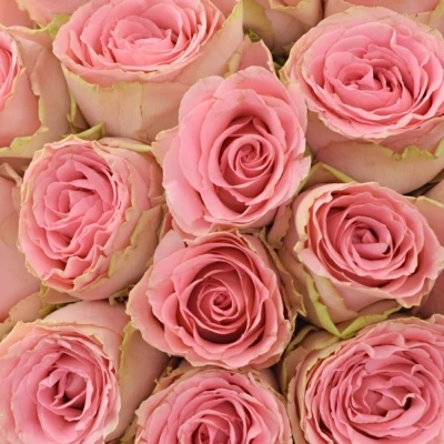 Kytice 35 růžových růží Sophia Loren