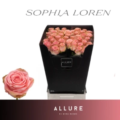 Kytice 35 růžových růží Sophia Loren