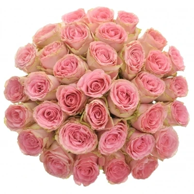 Kytice 35 růžových růží Sophia Loren