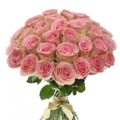 Kytice 35 růžových růží Sophia Loren