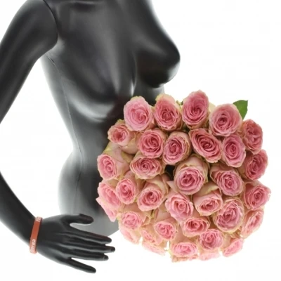 Kytice 35 růžových růží Sophia Loren