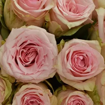 Kytice 35 růžových růží SUDOKU 50 cm