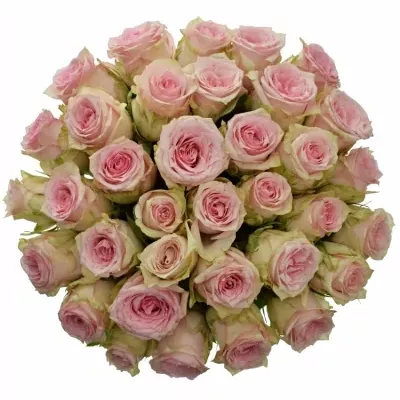 Kytice 35 růžových růží SUDOKU 50 cm