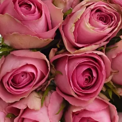 Kytice 35 růžových růží SUPREME+ 50cm
