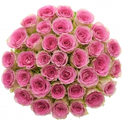 Kytice 35 růžových růží TIMES SQUARE