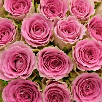 Kytice 35 růžových růží TIMES SQUARE