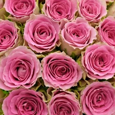 Kytice 35 růžových růží TIMES SQUARE