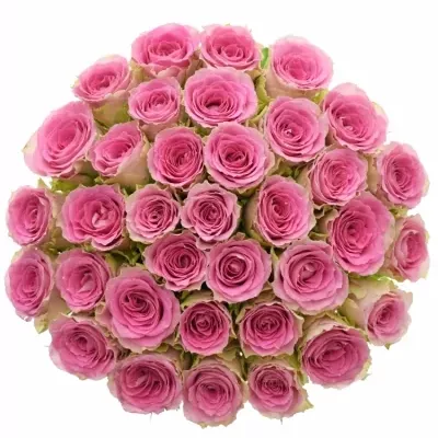 Kytice 35 růžových růží TIMES SQUARE