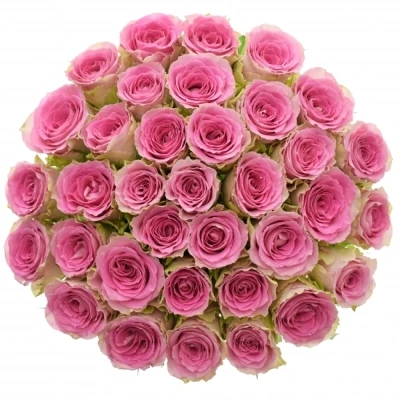 Kytice 35 růžových růží TIMES SQUARE