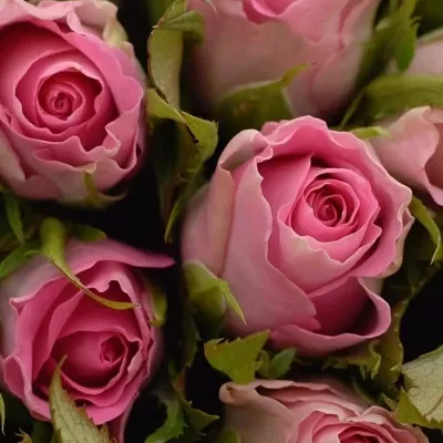Kytice 35 růžových růží TISENTO 40cm 