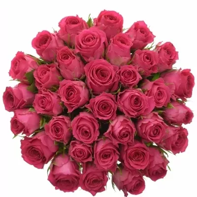 Kytice 35 růžových růží WINK 60 cm