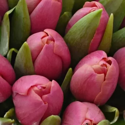 Kytice 35 růžových tulipánů CAROLA 40 cm