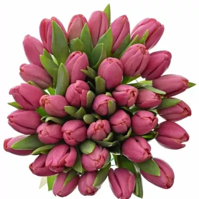 Kytice 35 růžových tulipánů CAROLA 40 cm