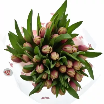 Kytice 35 růžových tulipánů LIFESTYLE 40cm