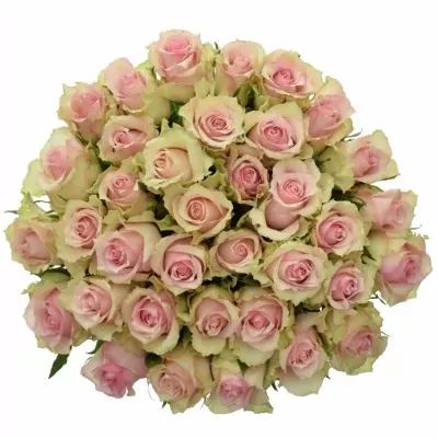 Kytice 35 smetanových růží DREAMLAND 60cm