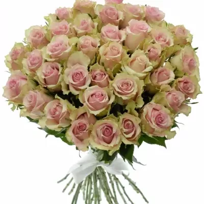 Kytice 35 smetanových růží DREAMLAND 60cm