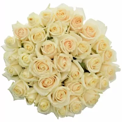 Kytice 35 smetanových růží VENDELA 55cm