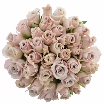 Kytice 35 starorůžových růží MENTA 70cm