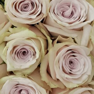 Kytice 35 světle fialových růží SILVERY FLAME 35cm