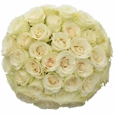 Kytice 35 světlekrémových růží SOLSY 50cm
