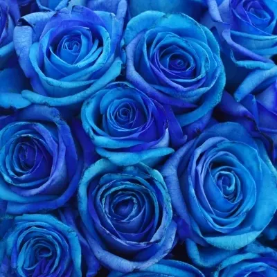 Kytice 35 tyrkysově modrých růží OCEAN BLUE VENDELA
