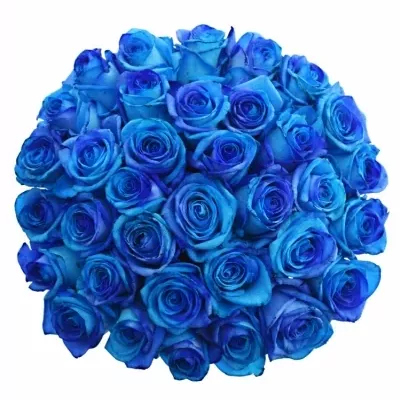 Kytice 35 tyrkysově modrých růží OCEAN BLUE VENDELA 90cm
