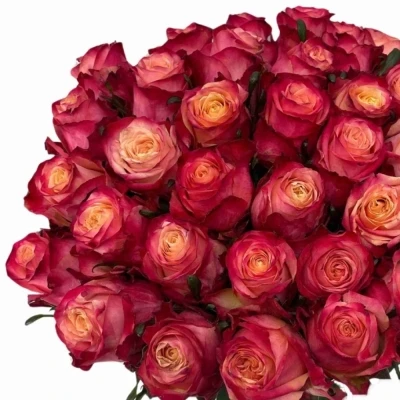 Kytice 35 vícebarevných růží MAI TAI