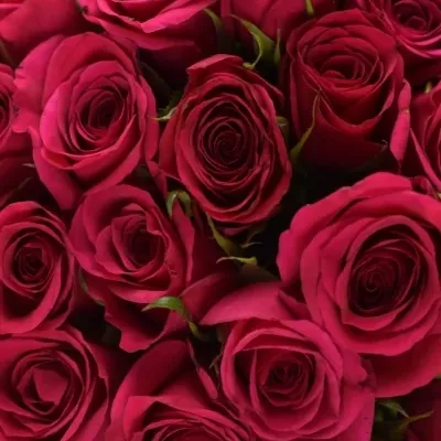 Kytice 35 vínových růží BINGO CERICE