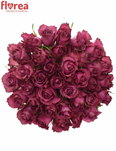 Kytice 35 vínových růží BLUEBERRY 80cm