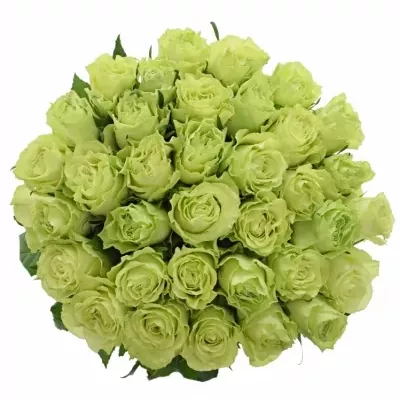Kytice 35 zelených růží CAMOUFLAGE! 60cm
