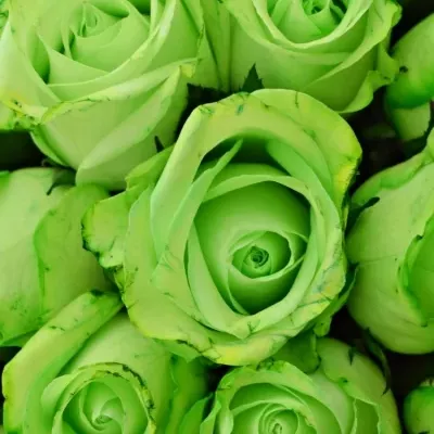 Kytica 35 zelených ruží GREEN snowstorm + 40cm