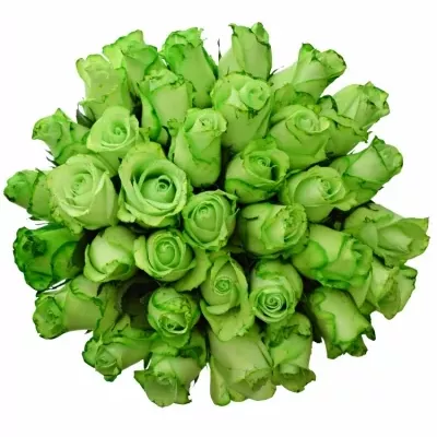 Kytica 35 zelených ruží GREEN snowstorm + 80cm