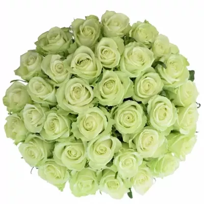 Kytice 35 zelených růží NOELLE! 50cm