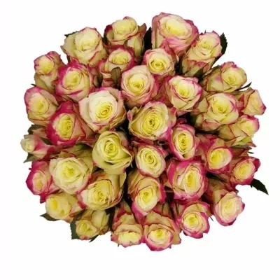 Kytice 35 žíhaných růží ALISON 50cm
