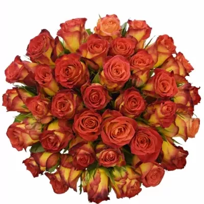 Kytice 35 žíhaných růží CATCH 50cm