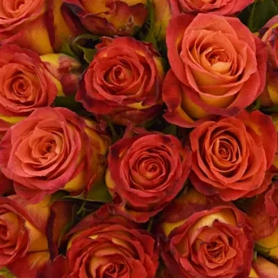 Kytice 35 žíhaných růží CATCH