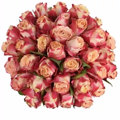 Kytice 35 žíhaných růží CHAPEAU 90cm