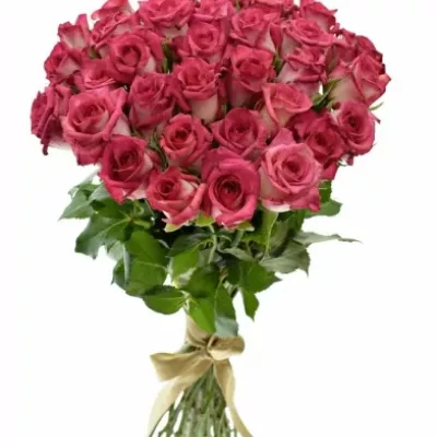 Kytice 35 žíhaných růží CLARION 40cm