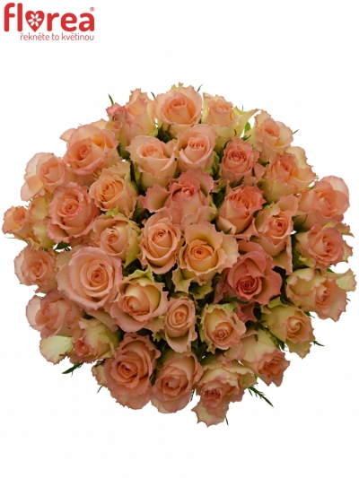 Kytice 35 žíhaných růží DUETT 50 cm