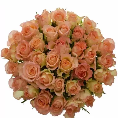 Kytice 35 žíhaných růží DUETT 50 cm