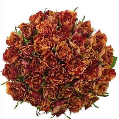 Kytice 35 žíhaných růží FIRE CRACKER 50cm