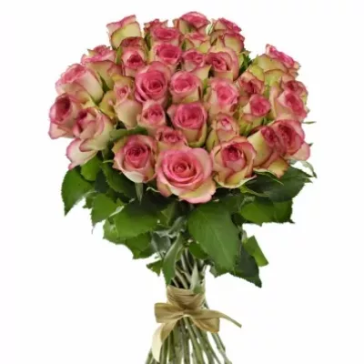 Kytice 35 žíhaných růží GLOW! 50cm